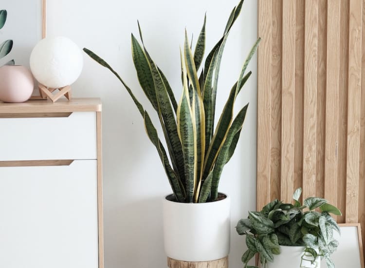 Creating Your Dream Sanctuary: Inspirational Room Decor with Furnixar